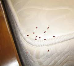 bed bug bed Bed bugs; some frequently asked questions about heat ...