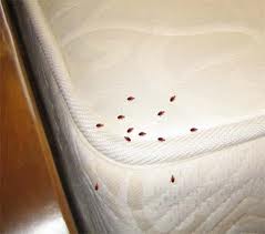 bed bug bed Bed bugs; some frequently asked questions about heat ... bed bug bed Bed bugs; some frequently asked questions about heat ...