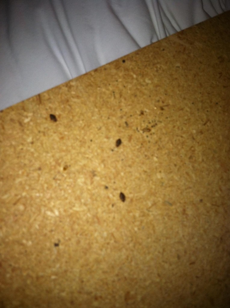 bed bug pest control phoenix